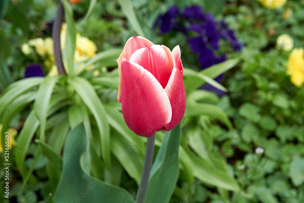 Close-up of a pink tulip Close-up of a pink tulip
