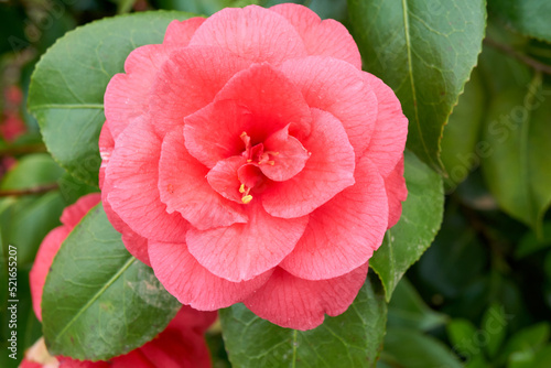 macro shot of a pink rose