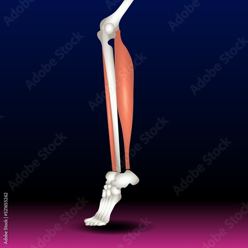 Peroneus tertius leg muscle with longus and brevis with human foot skeletal and muscular system from lateral view vector illustration. Fla source file available. photo