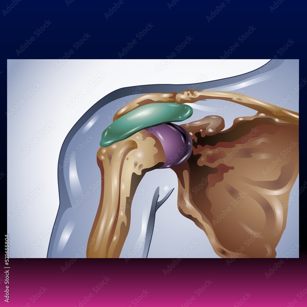 Shoulder Commplex Shoulder Bone -Fla source file available - The shoulder is one of the ...