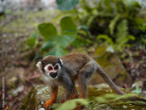 Little monkeys with long tails, a flock in the forest, funny primates in a nature park, animal watching
