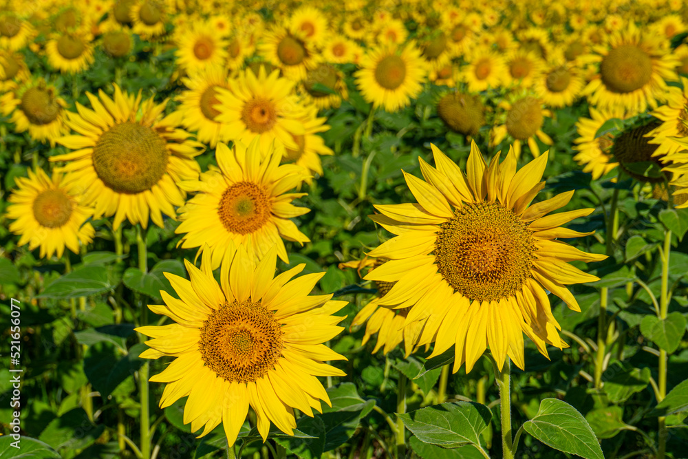 Beautiful blooming sunflowers field in farming field