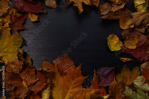 Fallen autumn leaves in the form of a frame, in the centre copy space for your text. Autumn background, a black board with the texture of wood and withered leaves of maple and other trees © Ulia Koltyrina