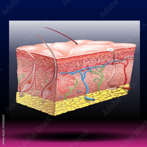 Skin anatomy. Fla source file available - Human normal skin dermis epidermis adipose layers recent vector biological infographic. photo