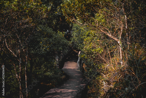 pathway in forest