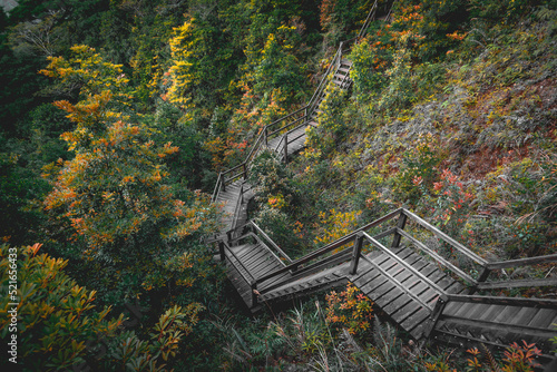 wooden path