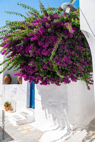 Bougainvillea flowers tree in Greece near traditional Cycladic houses