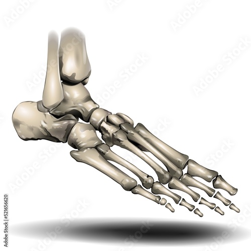 Toe Skeleton on White Background - Fla source file available - The forefoot has 5 metatarsal bones and 14 phalanges (toe bones). There are 3 phalanges in each toe — except for the first toe. photo