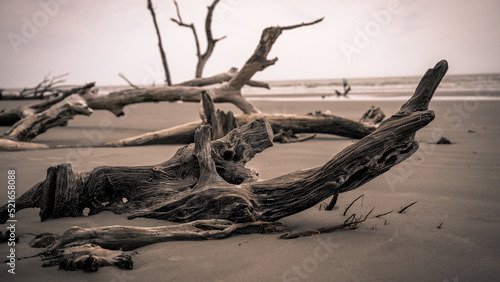 dead tree on the beach © Dwayne