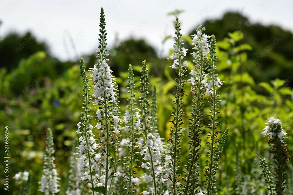 Fototapeta premium ベロニカ ロンギフォリア 白