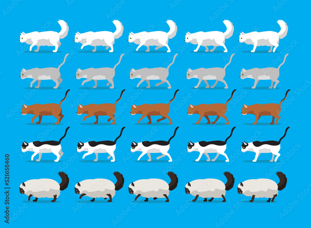 Fototapeta premium Animal Animation Sequence Cat Burman Aegean Abyssinian Burmilla American Curl Cartoon Walking