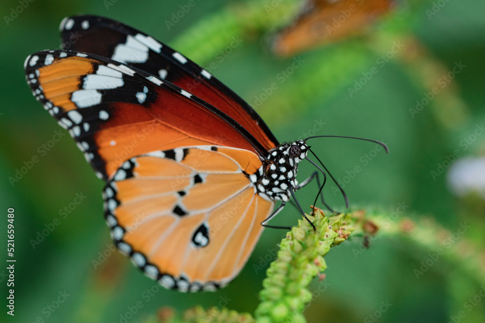 Close up shot of orange plain tiger butterfly (Danaus chrysippus) pollinating on green plant. Close up shot of orange plain tiger butterfly (Danaus chrysippus) pollinating on green plant.