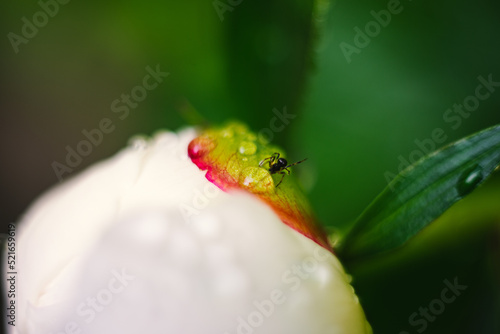 green caterpillar on a leaf
