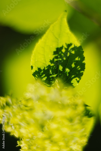 fern leaf macro