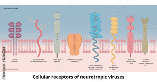 Cellular receptors of neurotropic viruses. Receptors used by common neurotropic viruses (zika virus, herpes, varicella zoster, rabies, polio)  as an attachment factor to the cell membrane. photo