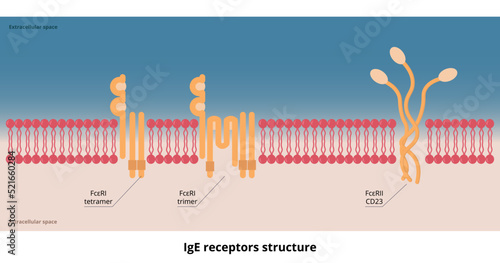 IgE receptors structure. Two basic receptors for the IgE molecule: a membrane high-affinity receptor FcεRI and a cellular or soluble low-affinity receptor, FcεRII.
