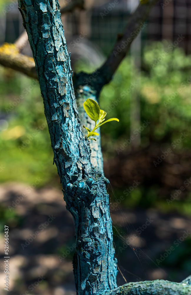 Trunk of peach tree treated with Bordeaux mixture made of copper