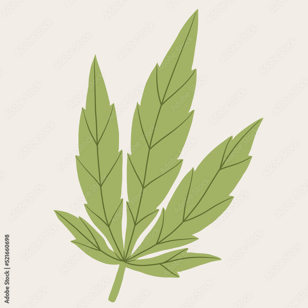 Fototapeta premium simplicity cannabis leaf freehand drawing.