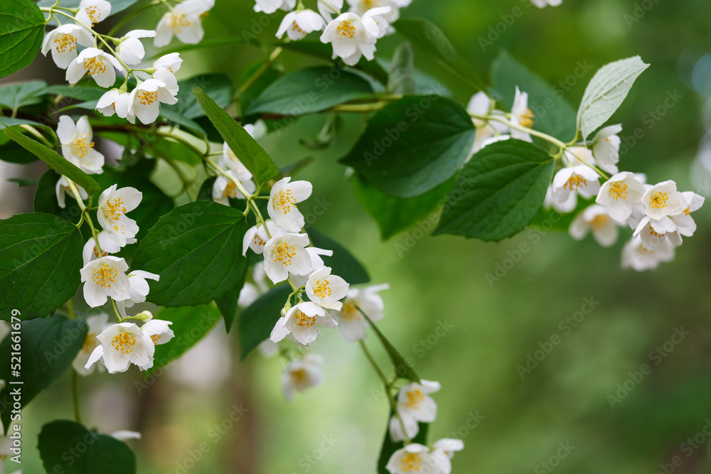 White flowers on the background of green leaves. Partial focus. The background image. White flowers on the background of green leaves. Partial focus. The background image.