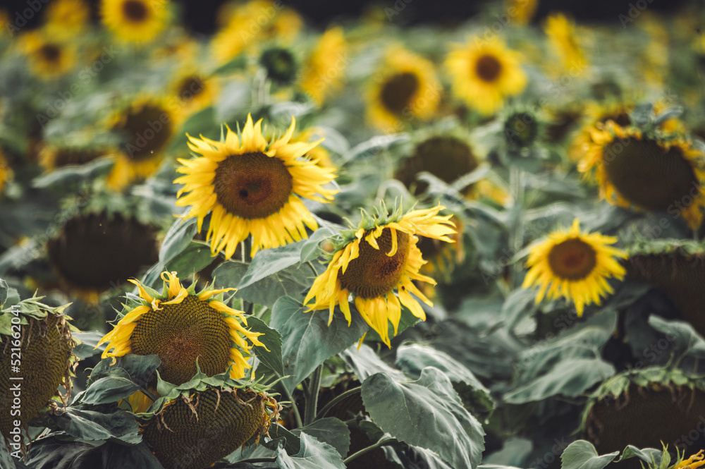 Obraz premium Sonnenblumen im Feld im späten Sommer