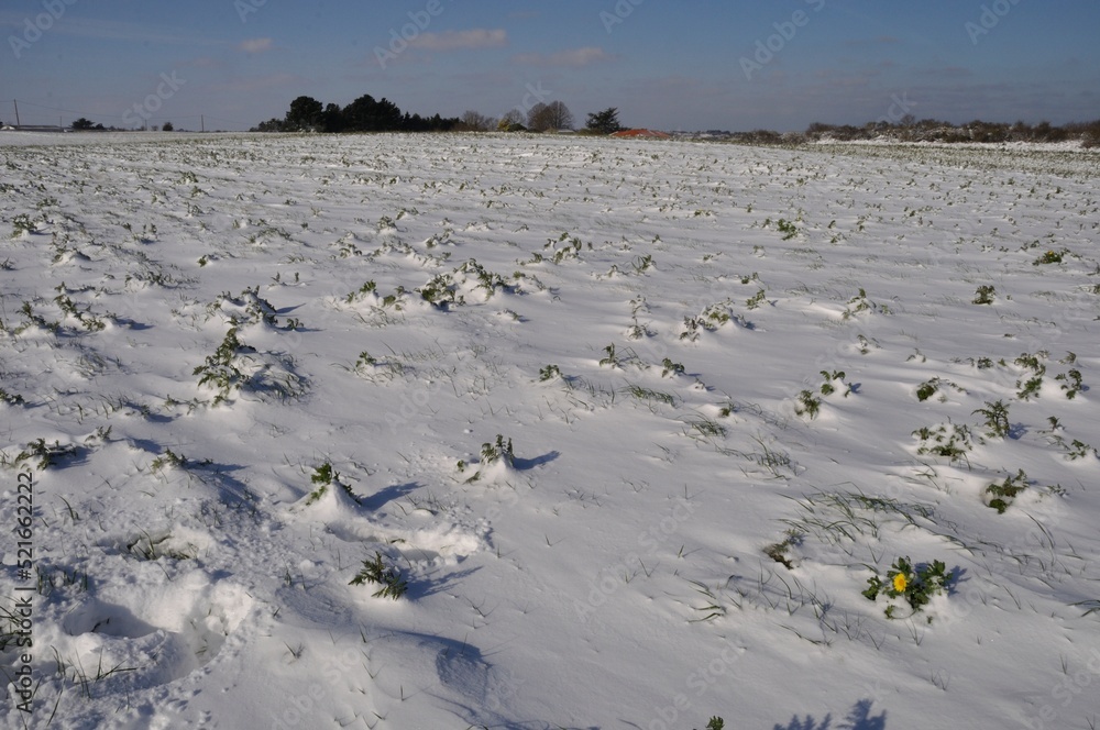 golden daisy under the snow in Brittany wheat chrysanthemum under the snow in Brittany