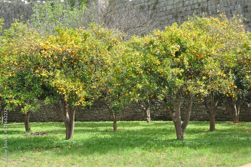 Naklejka premium Orange orchard in Porto