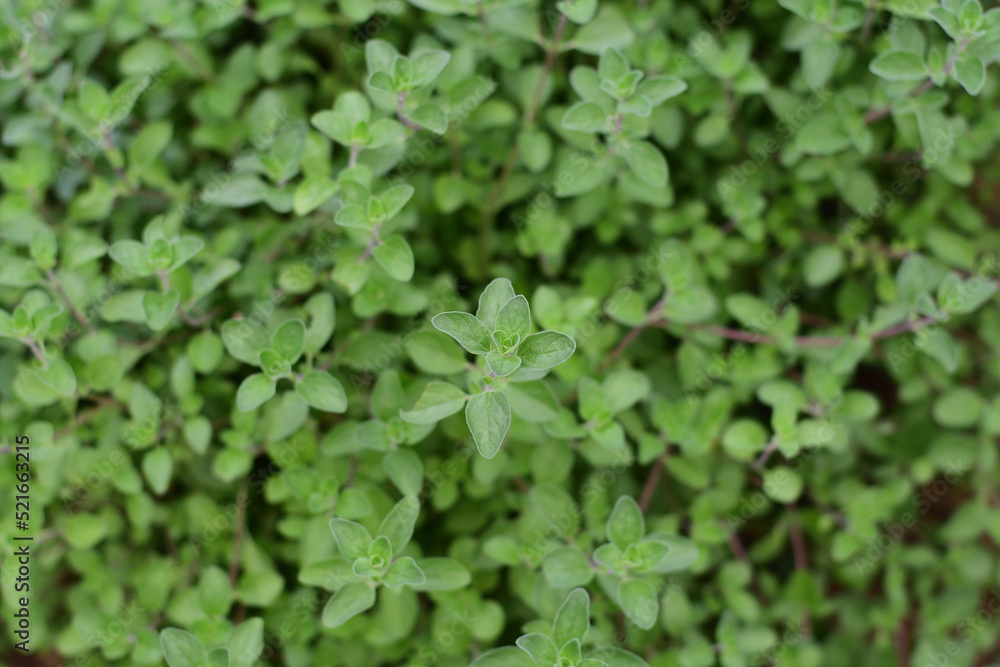 Obraz premium オレガノ