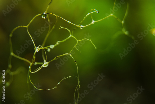 Water droplets on vines