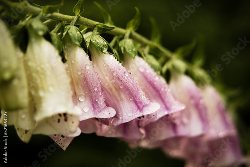 pink and white bell flowers with water drops photo