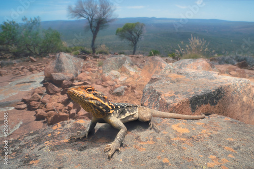 A peninsula rock dragon (Ctenophorus fionni) on a rocky outcrop, South Australia, Australia photo