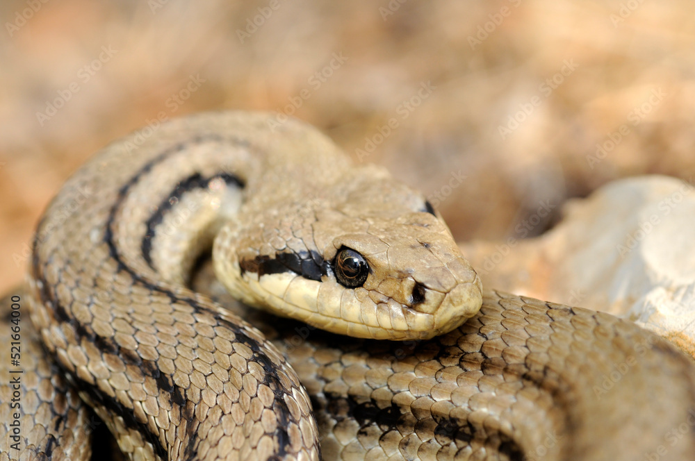 Fototapeta premium Vierstreifennatter // Four-lined snake (Elaphe quatuorlineata) - Peloponnes, Griechenland