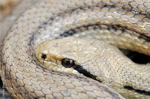 Four-lined snake // Vierstreifennatter (Elaphe quatuorlineata) - Peloponnese, Greece photo