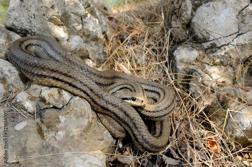 Vierstreifennatter // Four-lined snake (Elaphe quatuorlineata) - Peloponnes, Griechenland