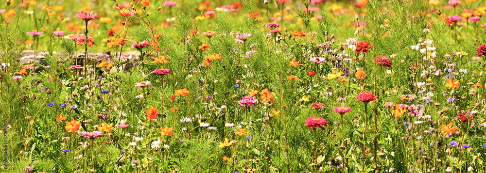 fleurs sauvages de toutes couleurs dans la prairie en Ariège (sud de la France)