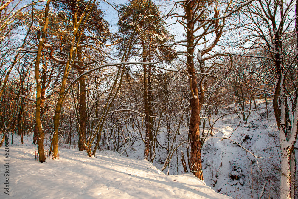 Snow-covered plants in the winter season Snow-covered plants in the winter season