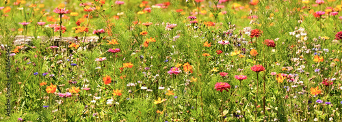 фотографія fleurs sauvages de toutes couleurs dans la prairie en Ariège (sud de la France)