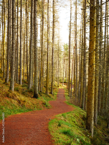 Fototapeta Naklejka Na Ścianę i Meble -  Wanderweg zwischen Bäumen hindurch - trail next to the trees