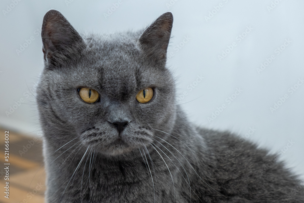 Portrait of an angry adult grey British cat. Close-up. A strict and serious look. A stern old animal.