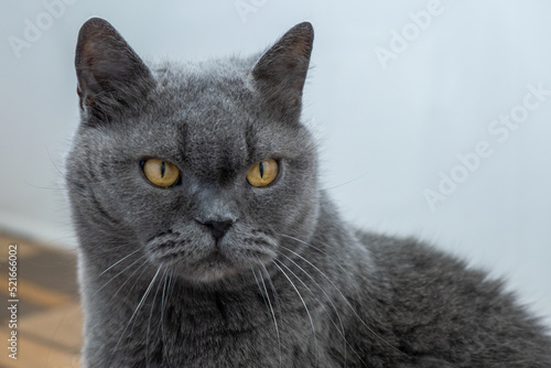 Portrait of an angry adult grey British cat. Close-up. A strict and serious look. A stern old animal. © blinova