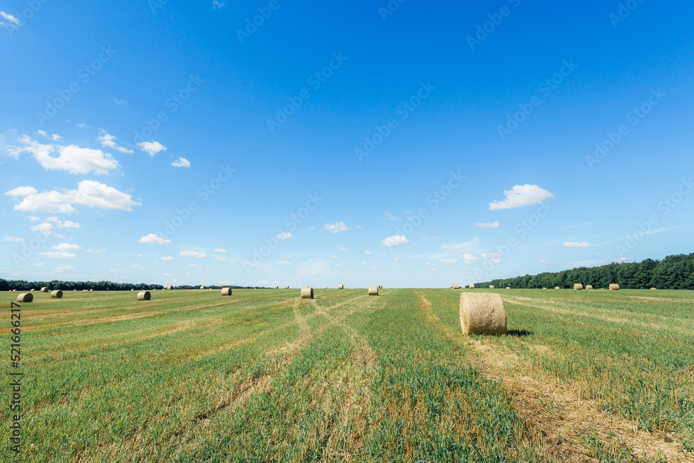 Field with straw bales after harvest against sky background. Stacks of straw after harvesting ears of wheat. Agricultural farm, field after harvest of grain crops. Field with straw bales after harvest against sky background. Stacks of straw after harvesting ears of wheat. Agricultural farm, field after harvest of grain crops.