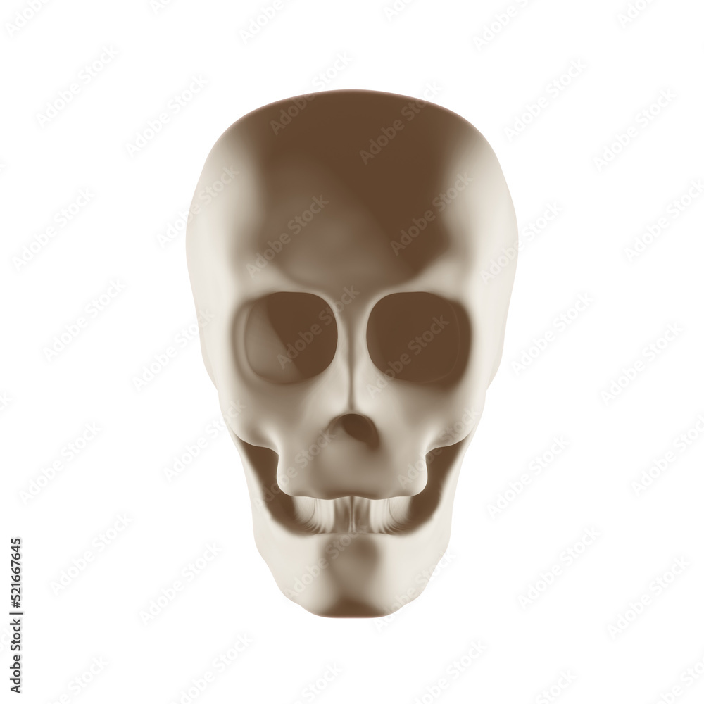 3d human skull