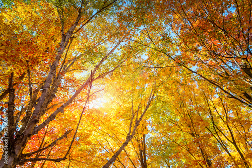 Sunshine through a golden trees canopy in a deciduos forest in autumn