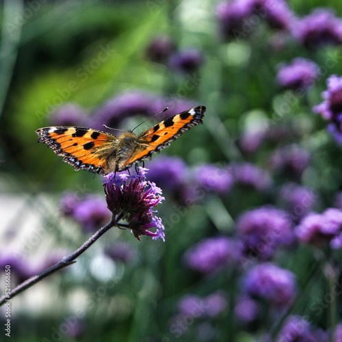 Schmetterling (Makro) © Connor