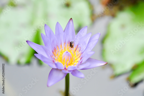 lotus or purple lotus , Water Lily or Nymphaea lotus and bee