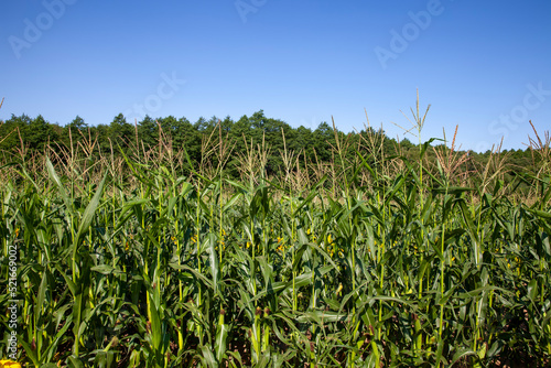 an agricultural field where unripe green corn grows