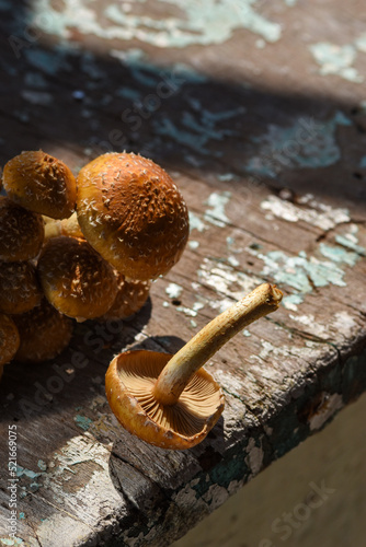 detalhe de cogumelo shitake sobre fundo rústico photo