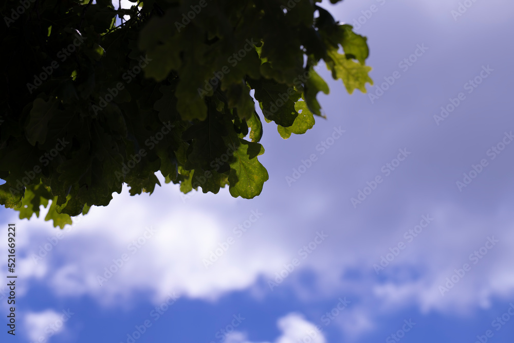 Fototapeta premium trees with green foliage in a mixed forest