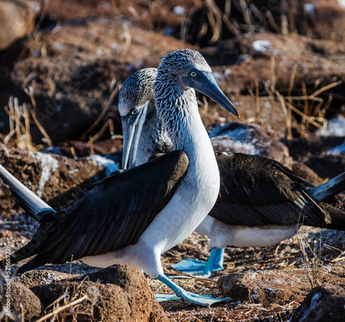 Blue footed boobies on North Seymour Island, Galapagos Islands, Galapagos, Ecuador, South America photo