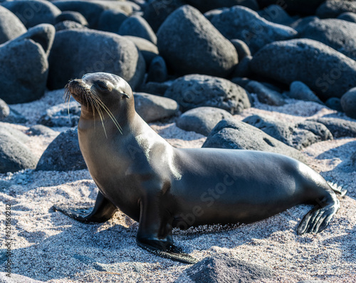 Sealion on North Seymour Island, Galapagos islands, Ecuador, South America photo