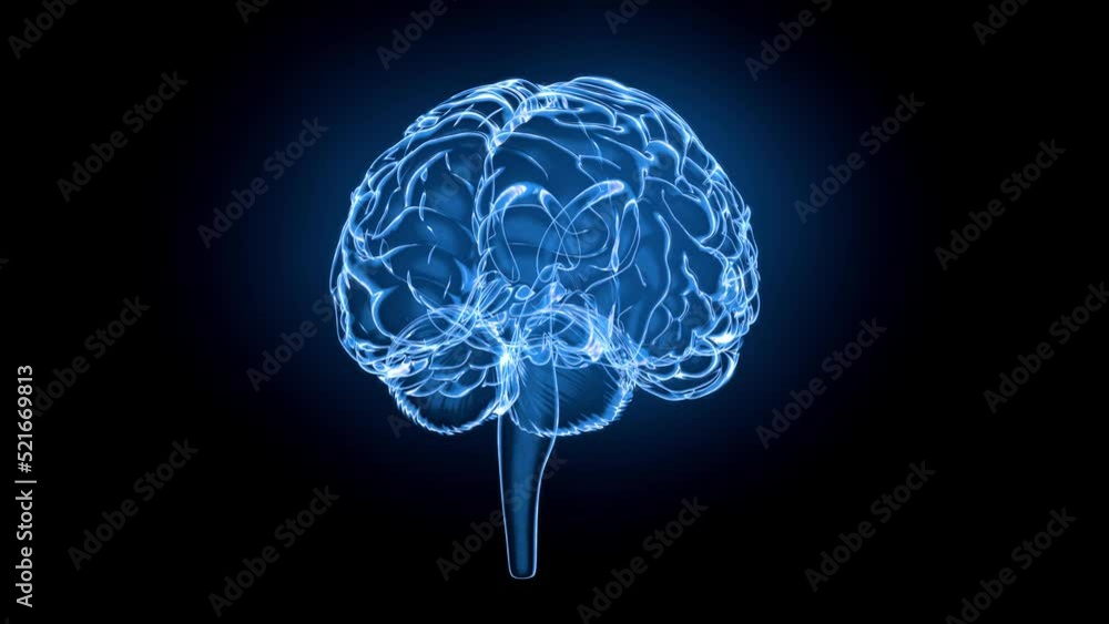 Brain model x-ray look isolated on black background. Looping without breaks Brain model x-ray look isolated on black background. Looping without breaks